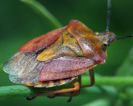 Древесный клоп щитник