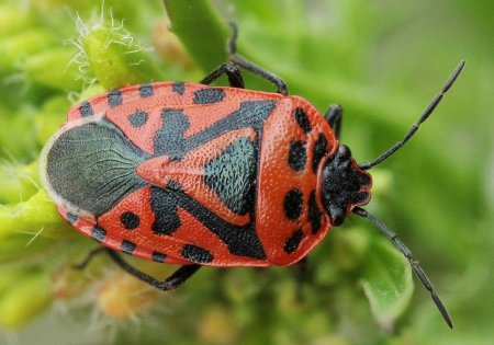 Клоп щитник пятнистый