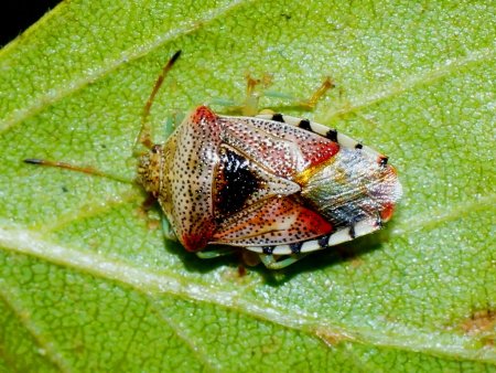 Щитник березовый