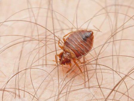 Клоп вблизи