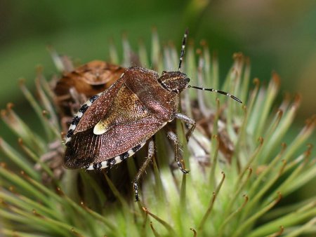 Древесный клоп щитник