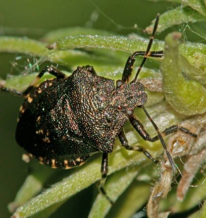 Клоп щитник зеленый