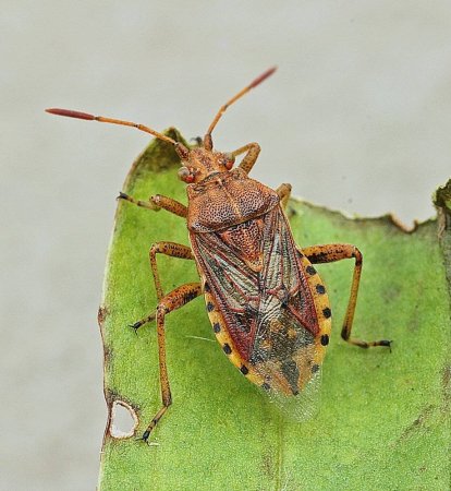 Жук вонючка клоп отряд