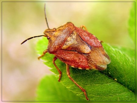 Красный клоп вонючка