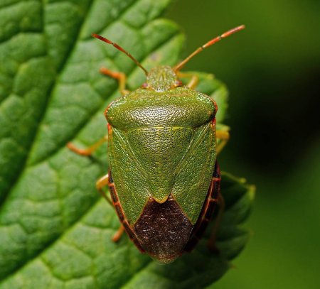 Клоп щитник зеленый древесный