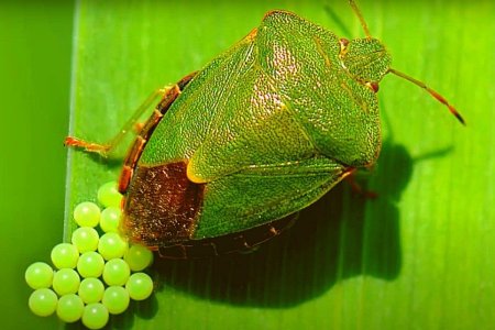Клоп щитник зеленый древесный
