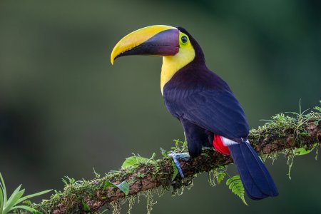 Голубой Тукан