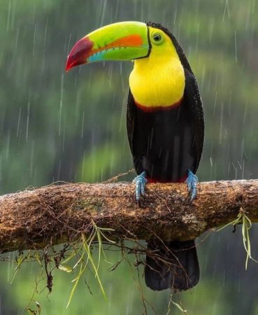 Коста Рика птичка Тукан