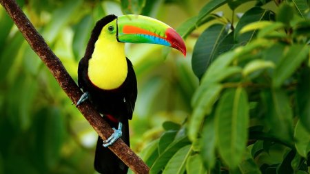 Экзотические птицы Африки