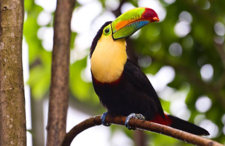 Красноклювый Тукан