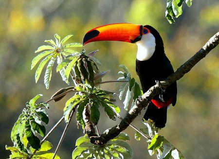 Желтоклювый Тукан