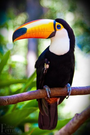 Лимонногорлый Тукан