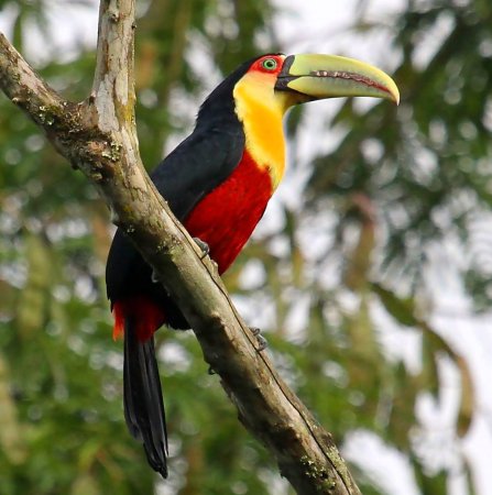 Желтогорлый Тукан