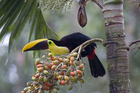 Тукан банан