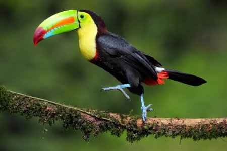 Желтоклювый Тукан