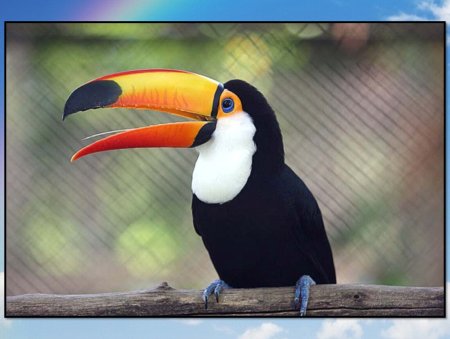 Африканский попугай Тукан