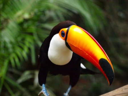 Желтогрудый Тукан