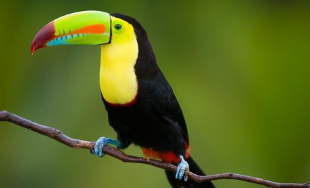 Тукан символ Бразилии