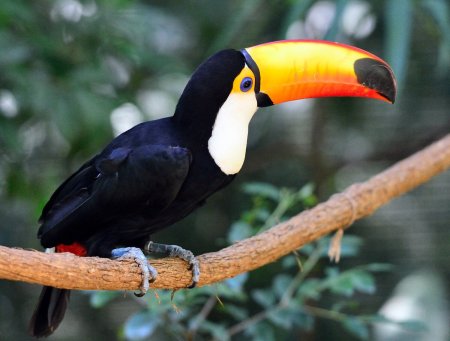 Лимонногорлый Тукан