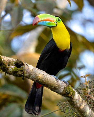 Тукан Южная Америка