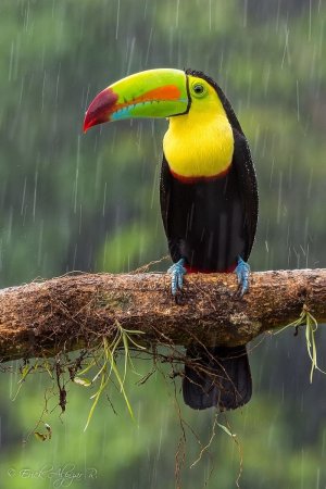 Желтогорлый Тукан