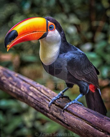 Тукан перцеед