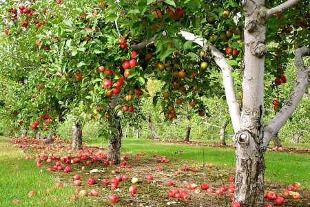 Кустовая яблоня