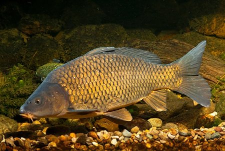 Карп обыкновенный – Cyprinus Carpio