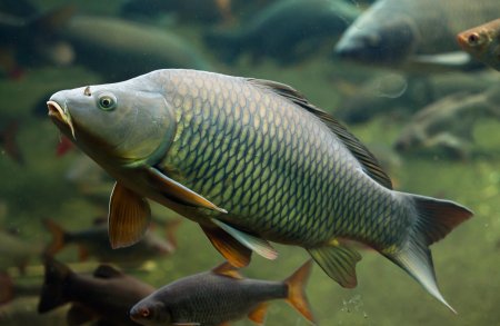 Сазан (Cyprinus Carpio)