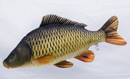 Сазан Каспийский