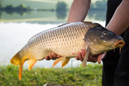 Карп (Cyprinus Carpio)