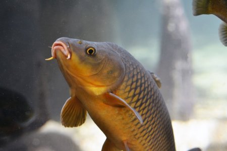 Карп обыкновенный – Cyprinus Carpio