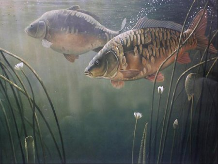 Зеркальный Карп в воде