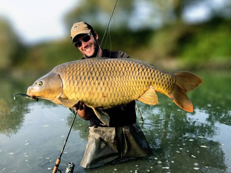Сазан (Cyprinus Carpio)