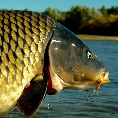 Сазан (Cyprinus Carpio)
