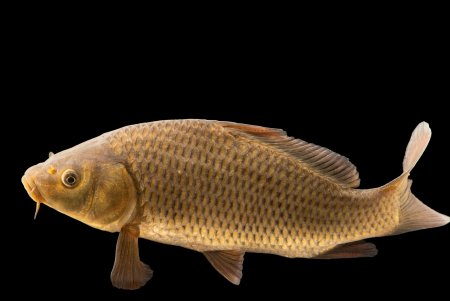 Карп обыкновенный – Cyprinus Carpio
