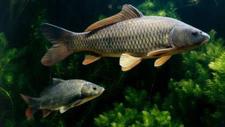 Карп обыкновенный – Cyprinus Carpio
