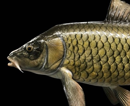 Сазан (Cyprinus Carpio)