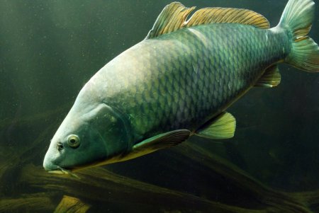 Карп (Cyprinus Carpio)