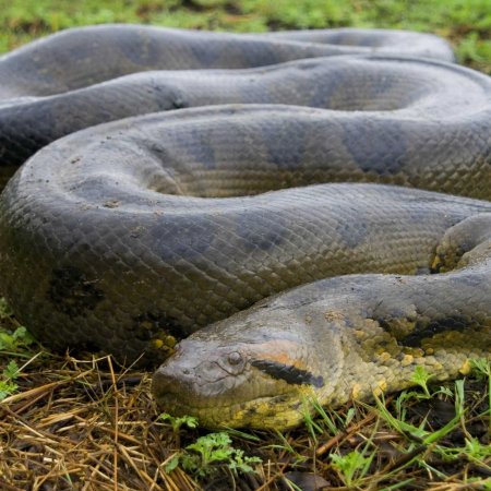 Зеленая Анаконда (eunectes murinus)