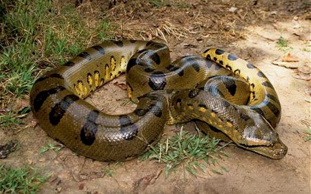 Зеленая Анаконда (eunectes murinus)