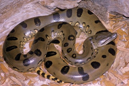 Анаконда eunectes murinus