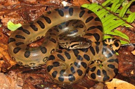 Анаконда eunectes murinus