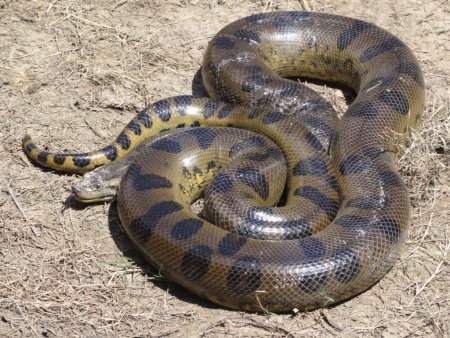 Анаконда eunectes beniensis
