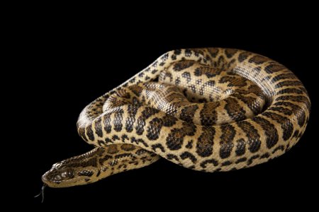 Анаконда eunectes beniensis
