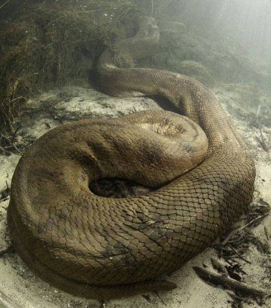Анаконда eunectes beniensis