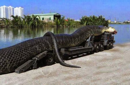 Анаконда змея самая большая