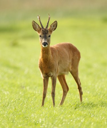 Европейская косуля