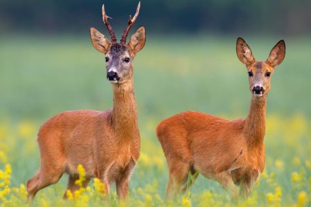 Европейская косуля самка