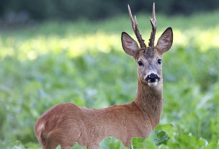 Европейская косуля (capreolus capreolus)